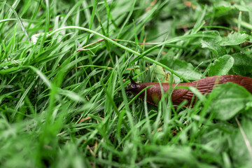 Slug in grass