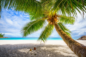 Obraz na płótnie Canvas Palm tree and white sand and turquoise water at tropical beach,paradise at seychelles