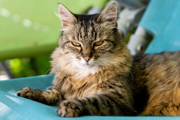 pet animal: portrait of alley cat