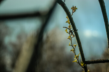 Twig of rose