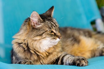 pet animal: portrait of alley cat