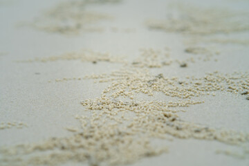 Crab Hole Homes surrounded by small Balls out of Sand at a Beach in Malaysia.