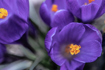 Crocus in the garden