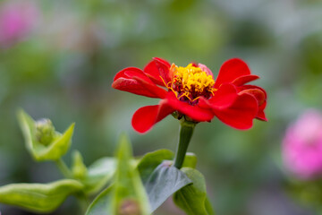 Beautiful bright red flower or maxican sunflower or wild flower with leaves and green blurred background