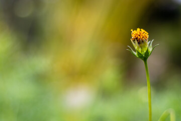 Beautiful colorful blurry background with yellow flower buds