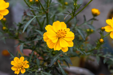 Obraz premium Bloomed sulfur cosmos flower with leaves and buds inside the home garden at the rooftop