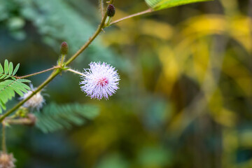 Obraz premium Branch of pink mimosa pudica flower and buds, Princess flower shy grows in the jungle with the blurry background