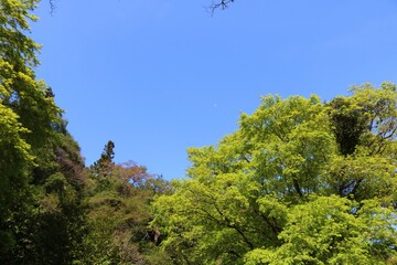 Obraz premium 春 新緑 風景 青空