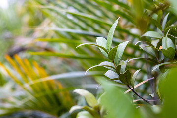 Growing green branches and leaves in the botanical garden