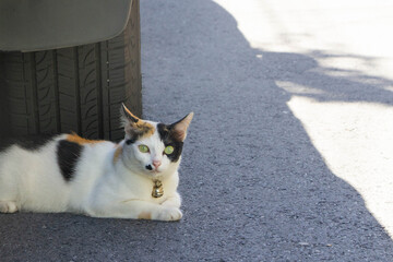 cute cat laying down on the road