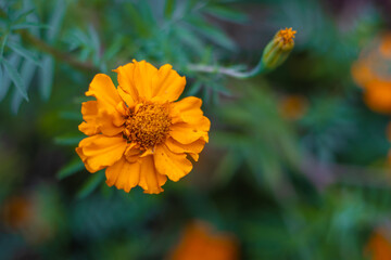 Orange cosmos flower with green leaves and buds inside the home garden