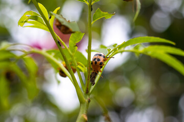 Orange with black dots ladybugs eating spondias mombin or hog Plum leaves