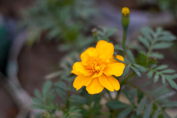Yellow cosmos flower with green leaves inside the nursery