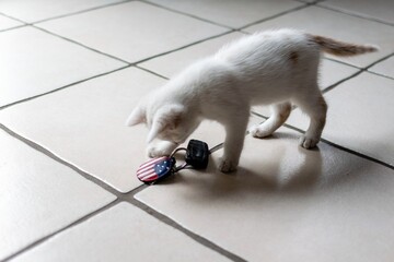 pet animal: portrait of alley kitten