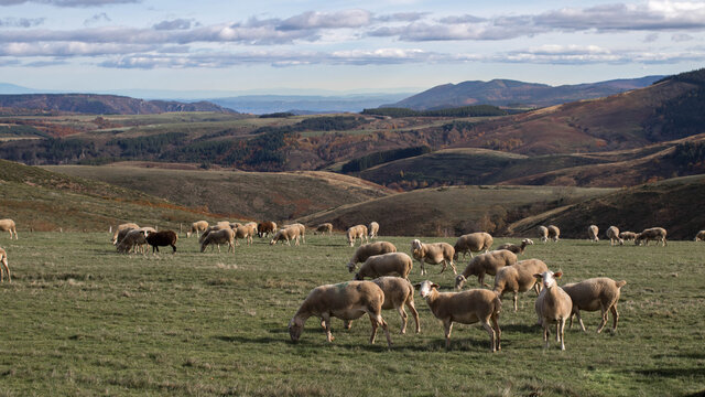 Troupeau de brebis sur les sommets de Loz&egrave;re