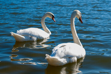 Obraz premium white swans group on the lake swim well under the bright sun