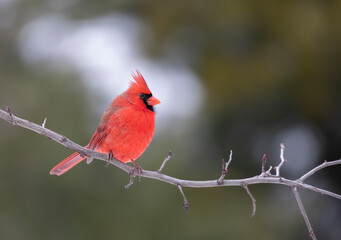 Male Northern Cardinal - Cardinalis cardinalis perched on a branch on a cold autumn day in Canada