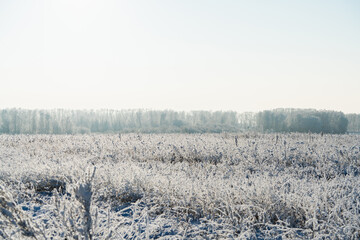 Snow covered winter field with trees. Winter landscape. Beautiful winter nature.
