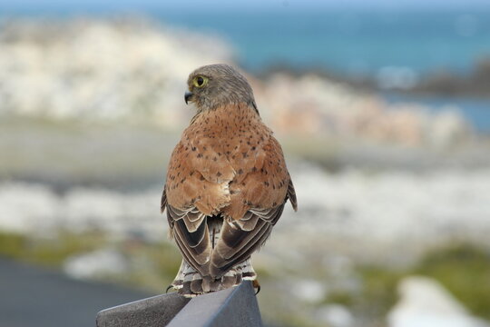 Falcon 1, Rock Kestrel sitting on the bench looking at the camera making a noise.
