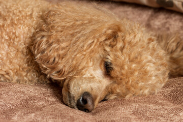 Fluffy apricot poodle sleeping on the bed.