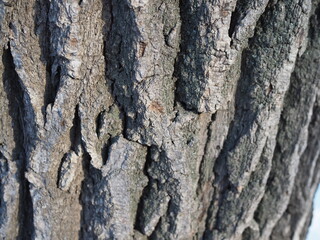 close up of hornbeam old tree oak