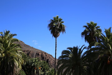 tall palm tree with a beautiful background. horizontal image