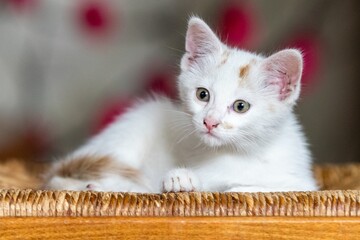 pet animal: portrait of alley kitten