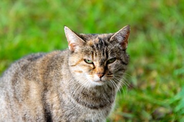 pet animal: portrait of alley cat