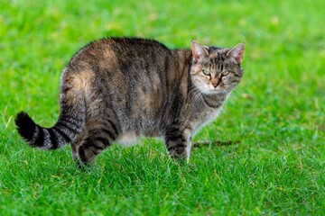 pet animal: portrait of alley cat