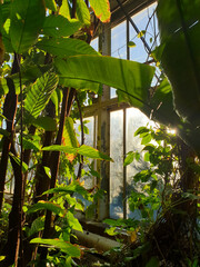 Palm House in Poznan, Poland, with a view of the reflection of the sun from behind the window.