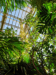 View of palm trees in a palm house in Poznan, Poland. © Igor