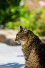 pet animal: portrait of alley cat