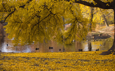 Gingko tree during autumn just before losing leaves - leaf peeping. Autumn in city of Poznań, in...