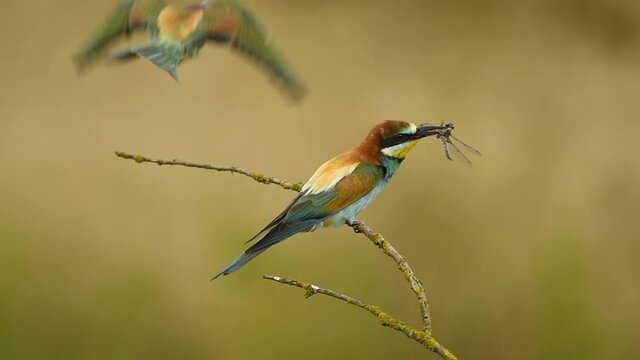 Bee eater bird - ( Merops apiaster )