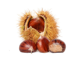 chestnuts isolated for background