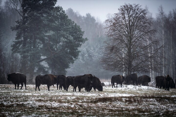 Poranek na Podlasiu i spotkanie z żubrami © Paweł Mielko