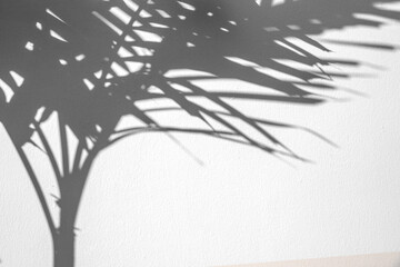 abstract background of shadows palm leaves on a white wall.