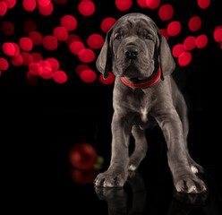Gray purebred Great Dane puppy with red lights on a Christmas tree and single red ornament