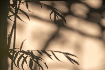 abstract background texture of shadows leaf on yellow concrete wall