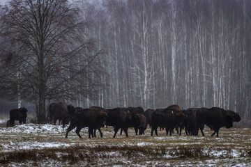 Poranek na Podlasiu i spotkanie z żubrami © Paweł Mielko