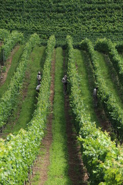 Homens Trabalhando Na Colheita De Uva No Vale Dos Vinhedos, Bento Gonçalves, Brasil 