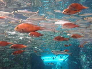 fish in aquarium