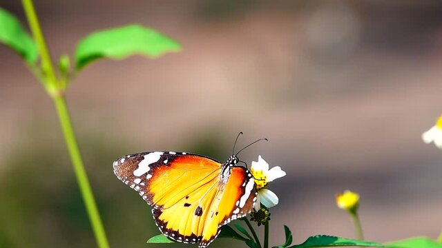 HD 1080p super slow Thai butterfly in pasture flowers Insect outdoor nature
M