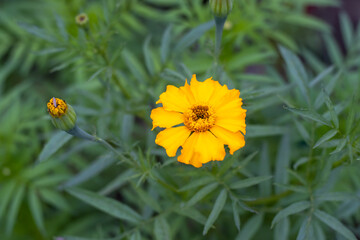 Yellow cosmos flower in the garden with green leaves and buds