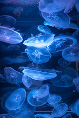 Obraz premium 癒しの水族館