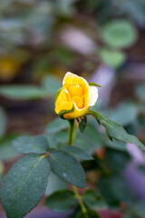 Blooming yellow rose with leaves inside the home garden