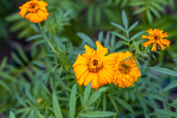 Charming yellow marigold flowers with leaves and buds inside the home garden