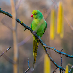 Green parrot sitting on the branch, beautiful blurred background