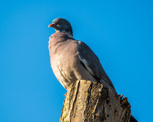 Pigeon sitting on the stump of tree, blue sky in background