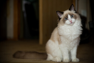 Young beautiful purebred Ragdoll cat at home